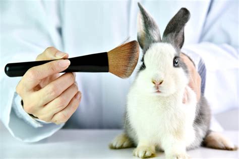 today kosmetik tierversuche